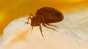 L'huile essentielle de clou de girofle permet d'éradiquer efficacement les parasites, dont les punaises de lit. Comment Se Debarrasser Des Punaises De Lit Cote Maison