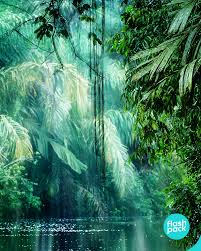 The Rainforest In Costa Rica Rainforest Photography Rainforest Pictures Jungle Photography