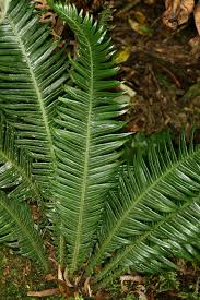 Image result for Blechnum attenuatum