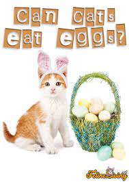 Can Cats Eat Eggs Is It Best Given Raw