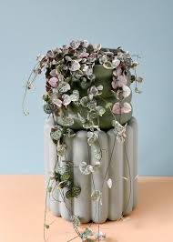 Image result for Ceropegia papillata