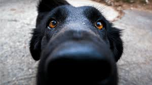 Check spelling or type a new query. Here S Why Dogs Love To Sniff Our Crotches When We Re On Our Periods Sheknows