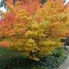 Check on my japanese maple 'orange dream'. 1