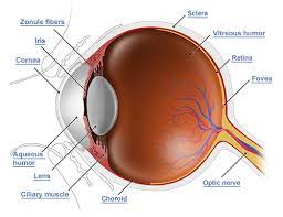 Anatomy Of The Eye Vision Direct Uk