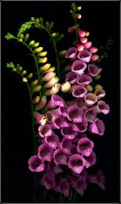 We did not find results for: Foxgloves Beautiful Flowers Amazing Flowers Purple Flowers