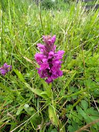 Image result for Microcharis annua