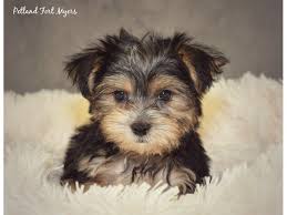 Teacup Black And Brown Yorkie Morkie Maltese Yorkshire Terrier Petland Ft Myers Yorkshire Terrier Dog Yorkshire Terrier Yorkshire Terrier Puppies