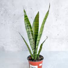 Image result for Sansevieria