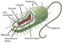 Comes from animal models o scientists gave rats hooked up iv that gives them. Prokaryotic Cells Article Khan Academy