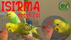 muhabbet kusu neden isirir isirmasi sorunu nedenleri ve isirma nasil onlenir muhabbet kuslari kusu ev tasarim planlari