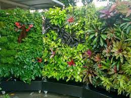 Malaysia Vertical Garden Plant Decor Plants