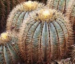 The cactus requires 1 space of open ground to either side. 7 Easy Cacti For Beginners Cacti And Succulents Planting Succulents Succulents
