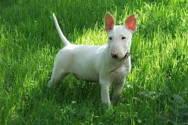 Image result for bulteriér