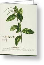 Image result for Petiveria