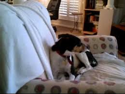 You can feed your dog dry food, the quantity of this could vary depending on the brand that you choose or the brand that your dog loves. Felicity The Beagle Rat Terrier Mix Youtube