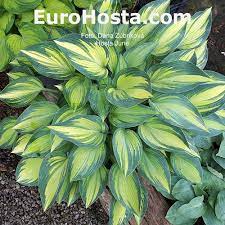Join us in our shipping yard as we get ready to send out some hosta june fever to garden centers in our region. Hosta June Eurohosta
