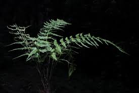Image result for Asplenium bugoiense