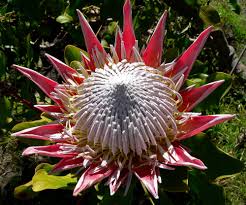 Image result for Protea argyrea