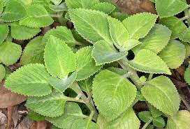 Image result for Coleus amboinicus