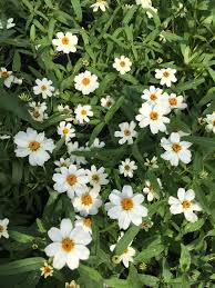 Image result for Zinnia angustifolia