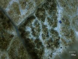 Jun 16, 2005 · disease cycle. Downy Mildew Of Grapevines Agriculture And Food