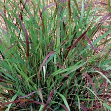 Image result for Panicum chionachne