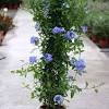 Tender perennial with profuse blue flowers which thrives in the hot texas summer. Https Encrypted Tbn0 Gstatic Com Images Q Tbn And9gcqlesg0sxasawthim Fboyoux1qatxuovypy07h2hs Usqp Cau