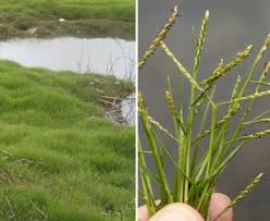 Image result for Paspalum