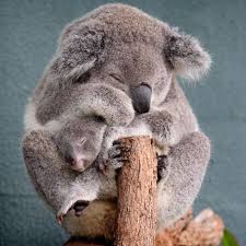 Boonda The Six Month Old Baby Koala Makes His Public Debut With His Mother Elle In Their Enclosure At Sydney Wildlife Wo Cute Animals Cute Baby Animals Animals