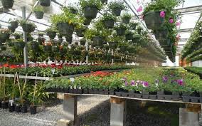 How To Choose A Specialist Plant Supplier For Your Garden Home Remodeling And Home Improvement Plant Nursery Wholesale Plants Plants