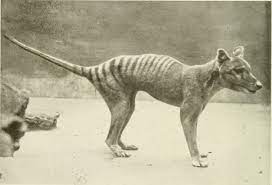 10 Phenomenal Animals We Could Bring Back From Extinction Extinct Animals Rare Animals Unusual Animals