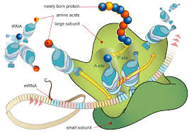 Enzymes match rna nucleotides to the unzipped nitrogen bases of the gene, forming a single strand of mrna. Translation Biology Wikipedia