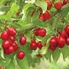 Buy white kousa flowering dogwood trees online with delivery right to your doorstep. Https Encrypted Tbn0 Gstatic Com Images Q Tbn And9gcshebe6wyvzn9hapnucvjgboemtnwi0mxdpy4efuvz2lq 87diu Usqp Cau