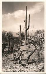 Hitta perfekta beavertail cactus bilder och redaktionellt nyhetsbildmaterial hos getty images. Cactus Desert Plants Vintage Postcards Images
