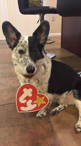 If You Are Looking For Halloween Ideas For Your Dog Be Sure To Include A Collar Current Id Tag Losing A Dog Dogs Your Dog