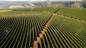 A wide variety of coffee plantation options are available to you, such as variety, processing type, and cultivation type. Aerial View Coffee Plantation In Minas Gerais State Brazil Stock Photo Picture And Royalty Free Image Image 89880614