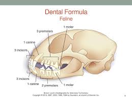 The dental formula of the cat: Dental Radiography Chapter Ppt Download