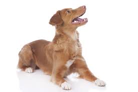 Pictures of dogs and puppies by breed. Nova Scotia Duck Tolling Retriever Hunde