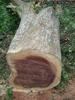 Image result for Petersianthus macrocarpus