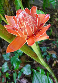 Pretty And Productive Plants For Brisbane Ginger Flower Torch Ginger Torch Ginger Flower