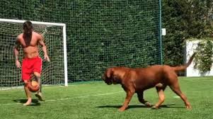 But who could he have a kick about with.? Lionel Messi Embarrasses His Huge Dog With Insane Skills Videos Express Co Uk
