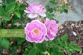 Floral and citrusy, this feminine fragrance celebrates the elegant and glamorous woman with a modern twist. Rosa Perfume Perfect Stock Photo By Richard Wareham Image 1383378