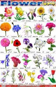 The hindi names have been provided using the english (latin) alphabet for the ease of understanding of english readers. 40 Flower Images With Names Ideas Flower Images With Name Flower Chart Flower Names