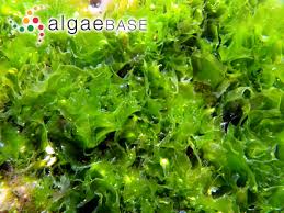 Image result for Ulva rigida