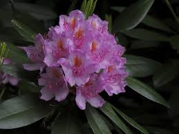 Rododendron Plants Flora Rhododendron