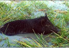 New solutions to old problems. Feral Animals Wet Tropics Management Authority