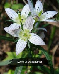 Image result for Swertia eminii