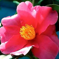 Camellia Ice Angels Winter S Fire Flowers Nature Flowers Home And Garden Store