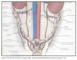 Female dogs do not have menstruation like women. Figure 1 From Laparoscopic Ovariectomy In Female Dogs A Cooperation Between Vuw And The University Of Samsun Semantic Scholar