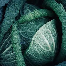 Image result for hlávková kapusta